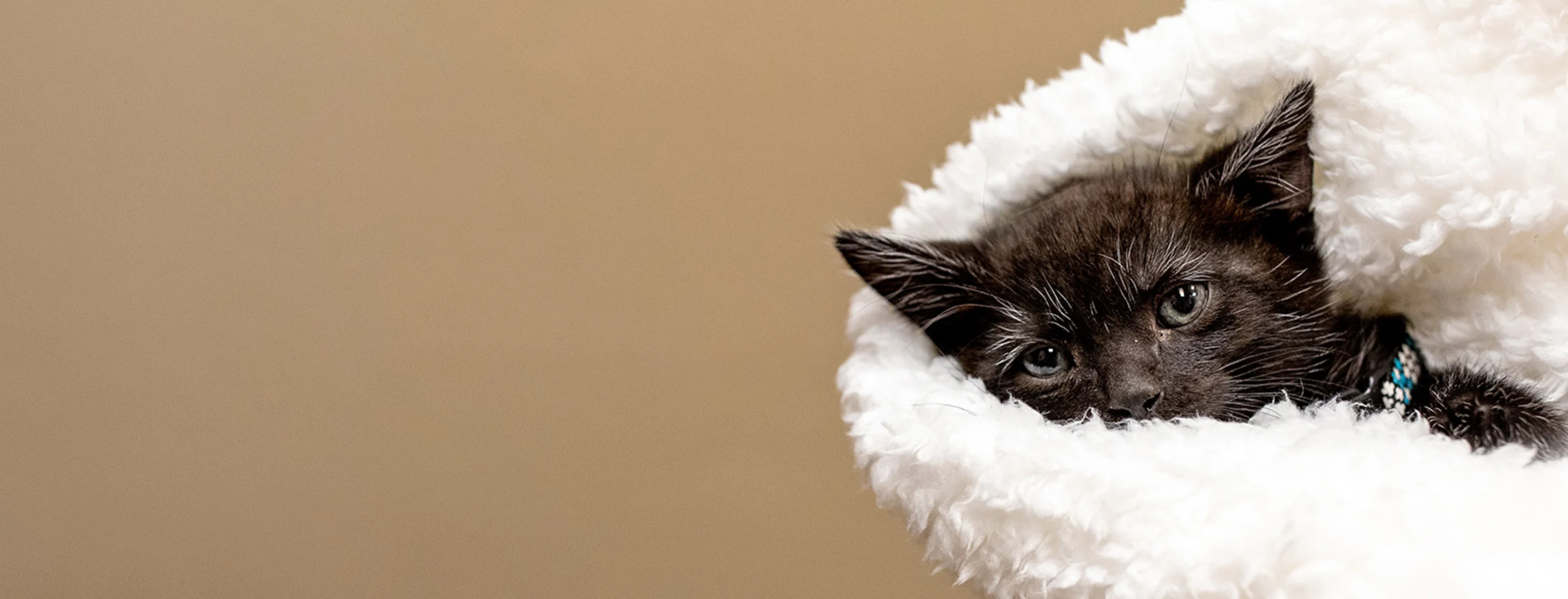 little black kitten in blanket
